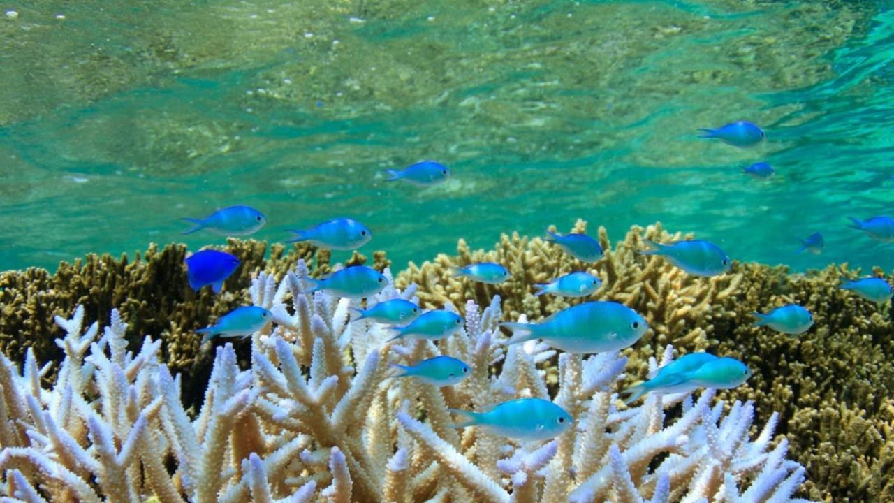 Allamanda Imgya Coral Village Miyakojima  Exterior photo